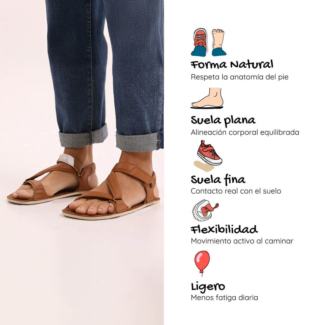 Oliva ss26 adulto caracteristicas 2